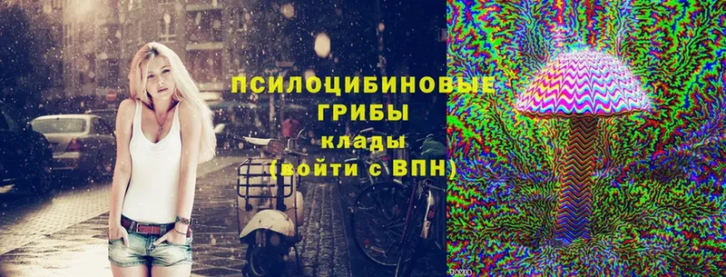 Галлюциногенные грибы Psilocybine cubensis  Череповец 